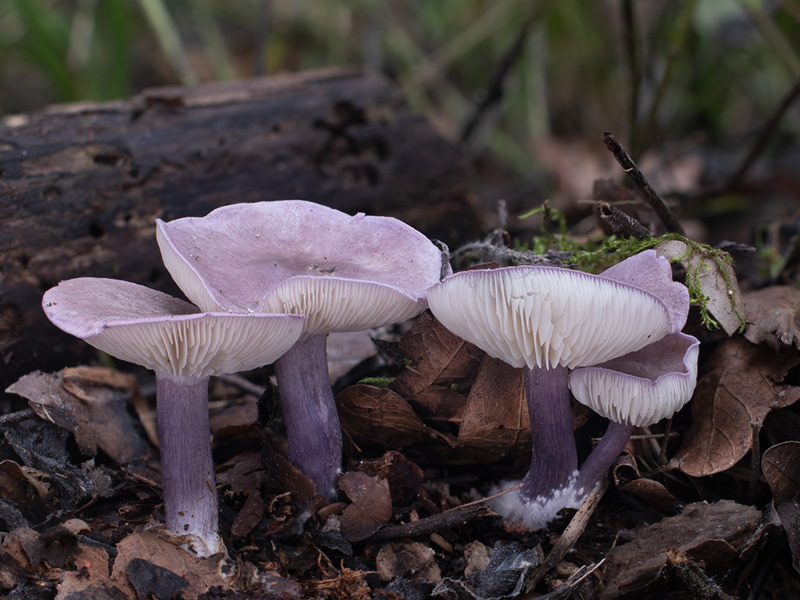 Calocybe ionides Calocybe ionides